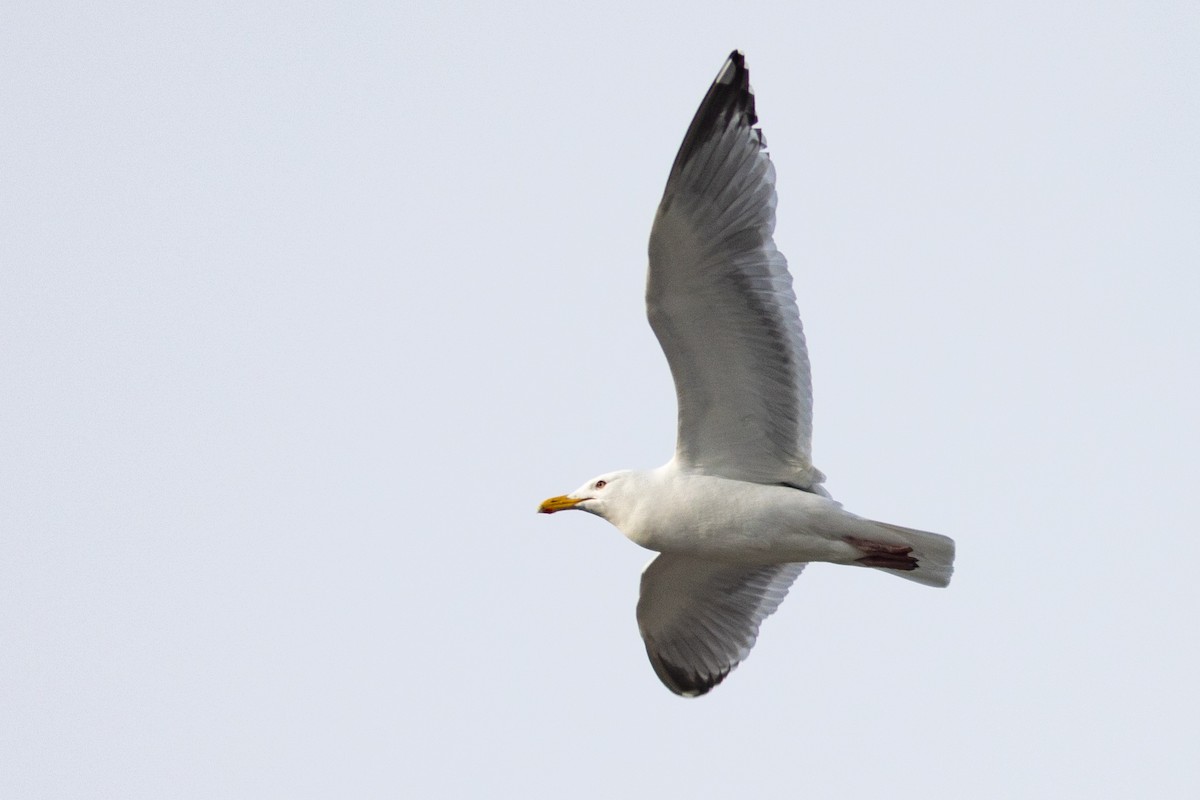 American Herring/Glaucous-winged Gull - ML635195894