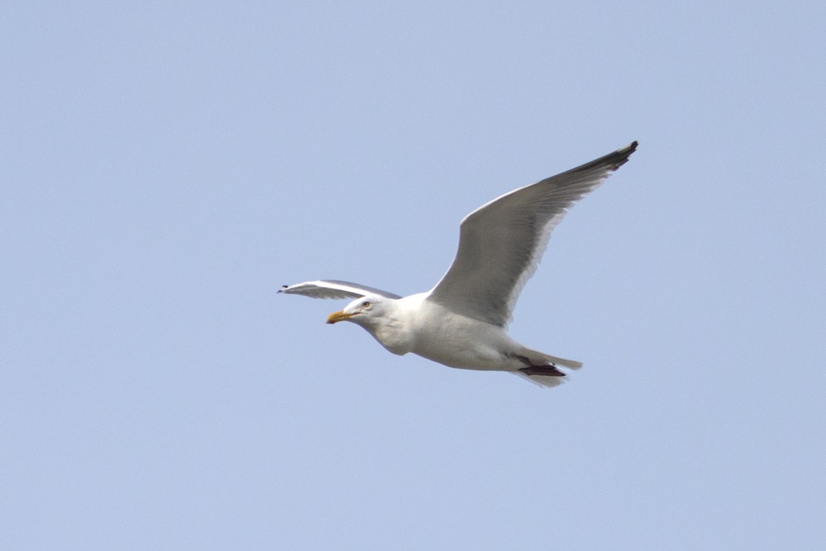 American Herring/Glaucous-winged Gull - ML635195895