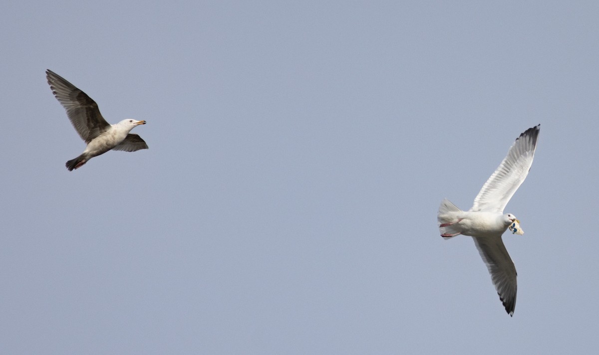 American Herring x Glaucous-winged Gull (hybrid) - ML635195921