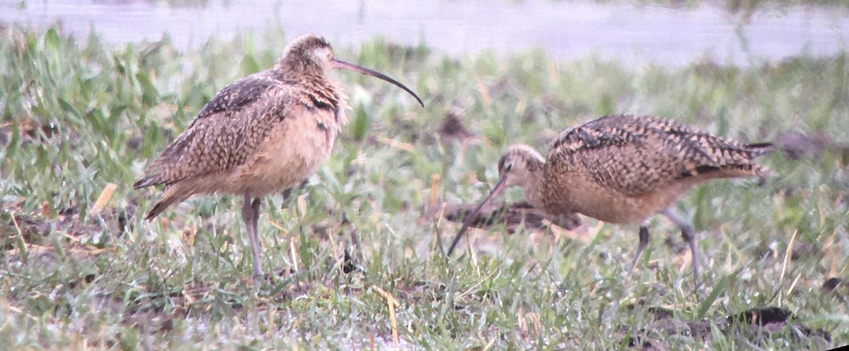 Long-billed Curlew - ML635195952