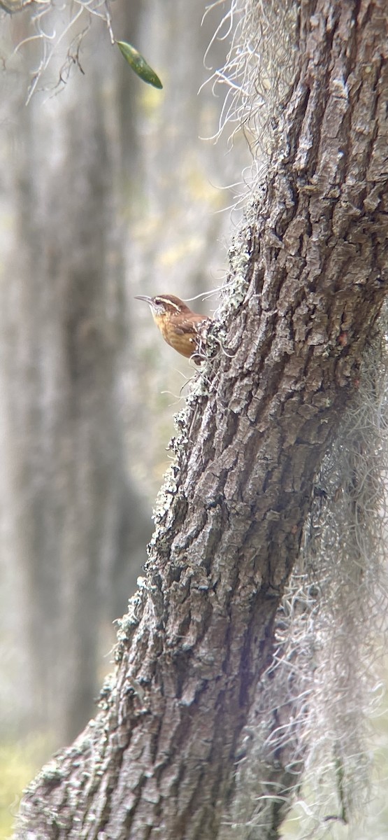 Carolina Wren - ML635195999