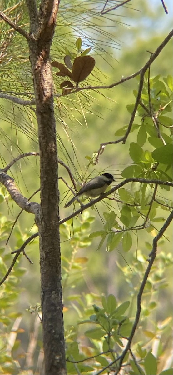 Carolina Chickadee - ML635196048