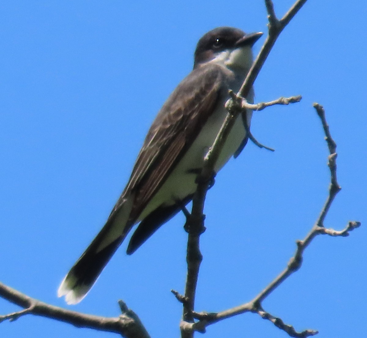 Eastern Kingbird - ML635196054