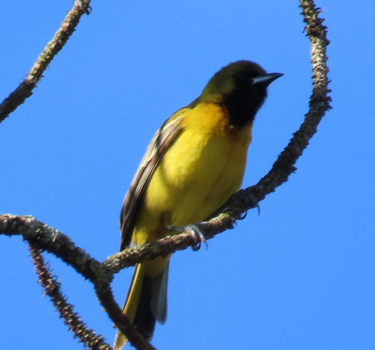 Orchard Oriole - ML635196069