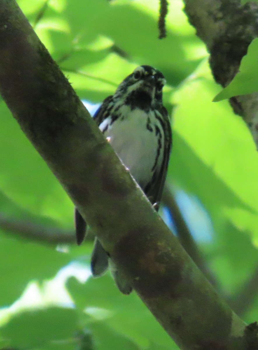 Black-and-white Warbler - ML635196077