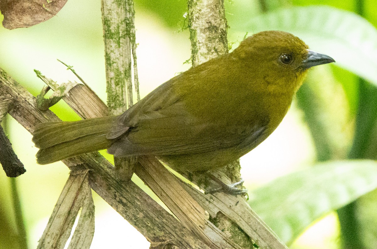 Carmiol's Tanager - ML635196080
