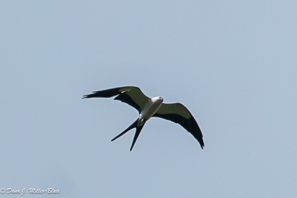 ツバメトビ - ML635196088