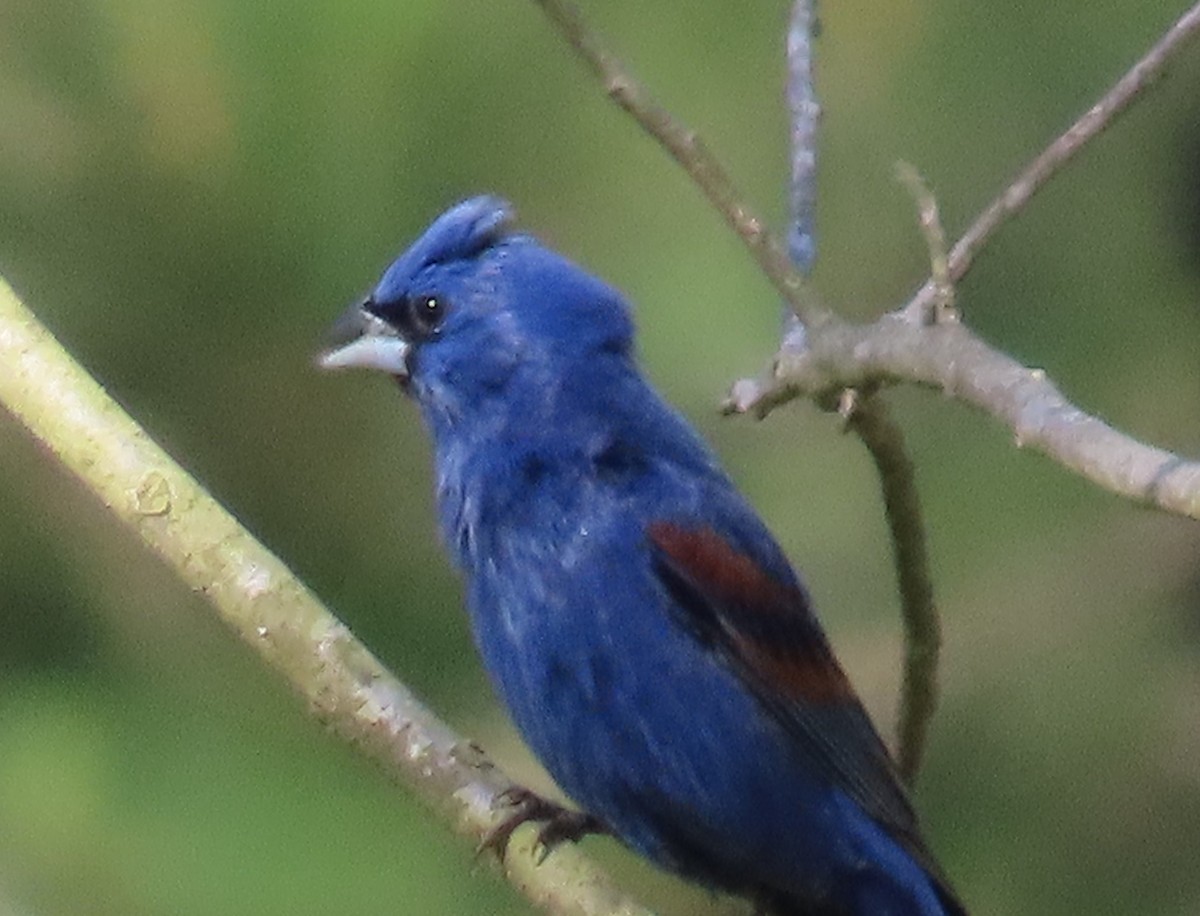 Blue Grosbeak - ML635196092