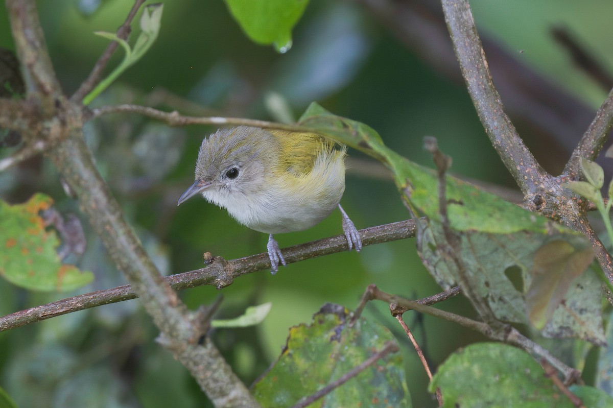 Lesser Greenlet - ML635196118