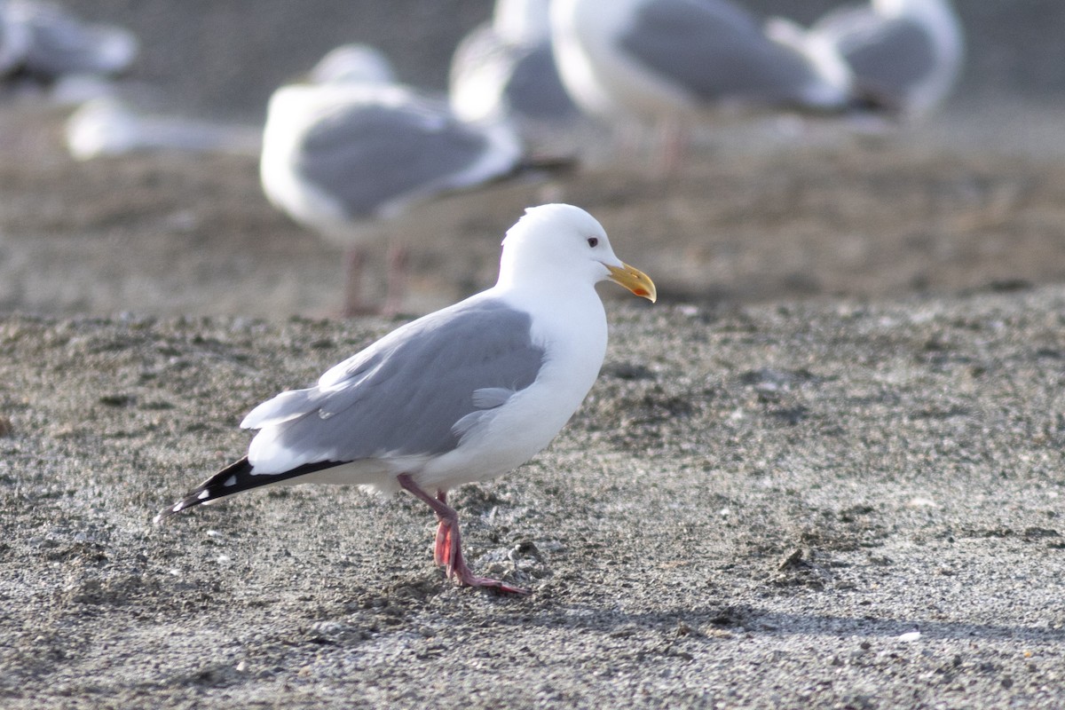 American Herring x Glaucous-winged Gull (hybrid) - ML635196126