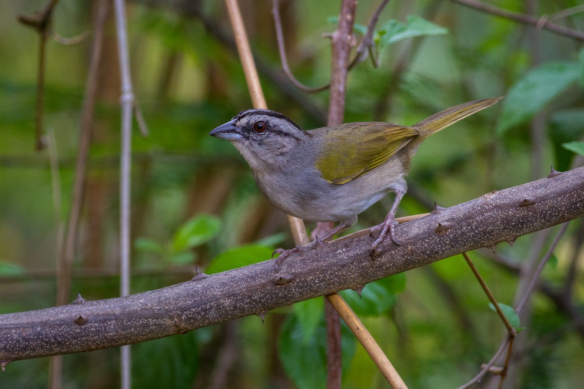 Black-striped Sparrow - ML635196128