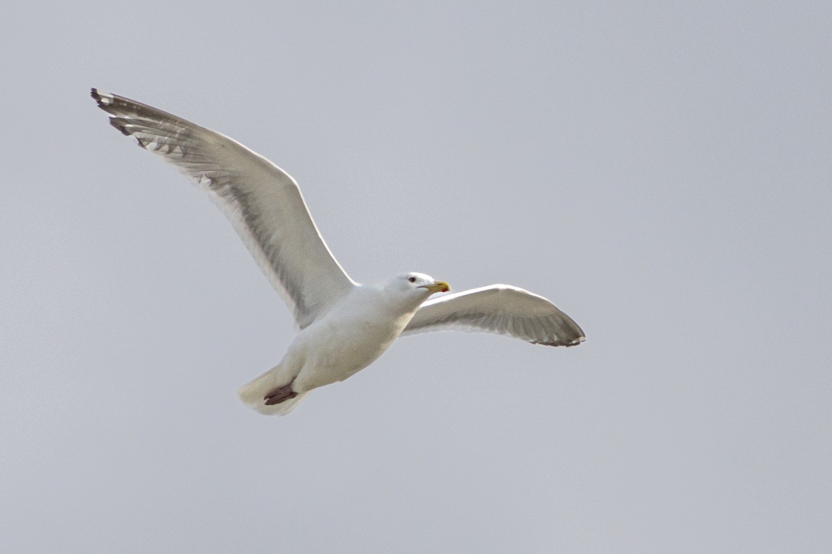 American Herring x Glaucous-winged Gull (hybrid) - ML635196130