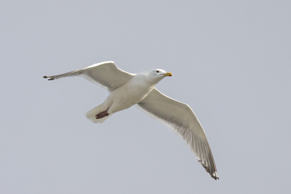 American Herring x Glaucous-winged Gull (hybrid) - ML635196137
