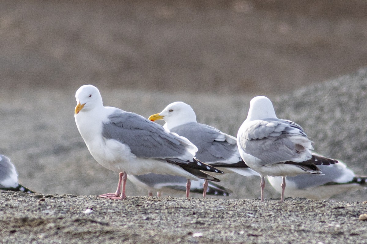 American Herring x Glaucous-winged Gull (hybrid) - ML635196206