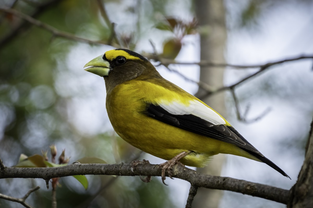 Evening Grosbeak - ML635196209