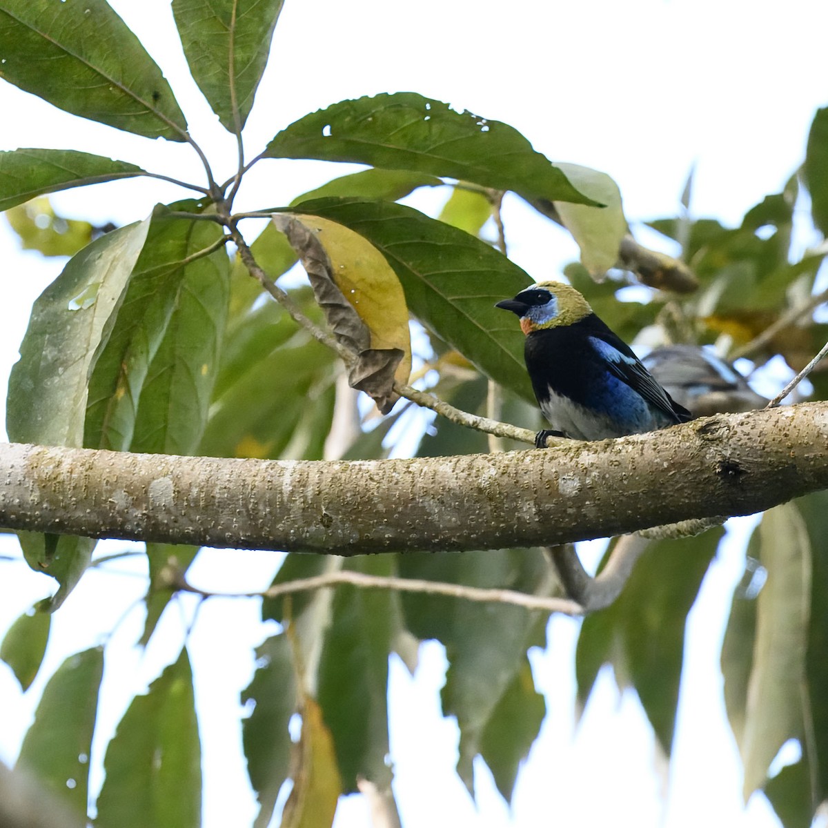 Golden-hooded Tanager - ML635196234