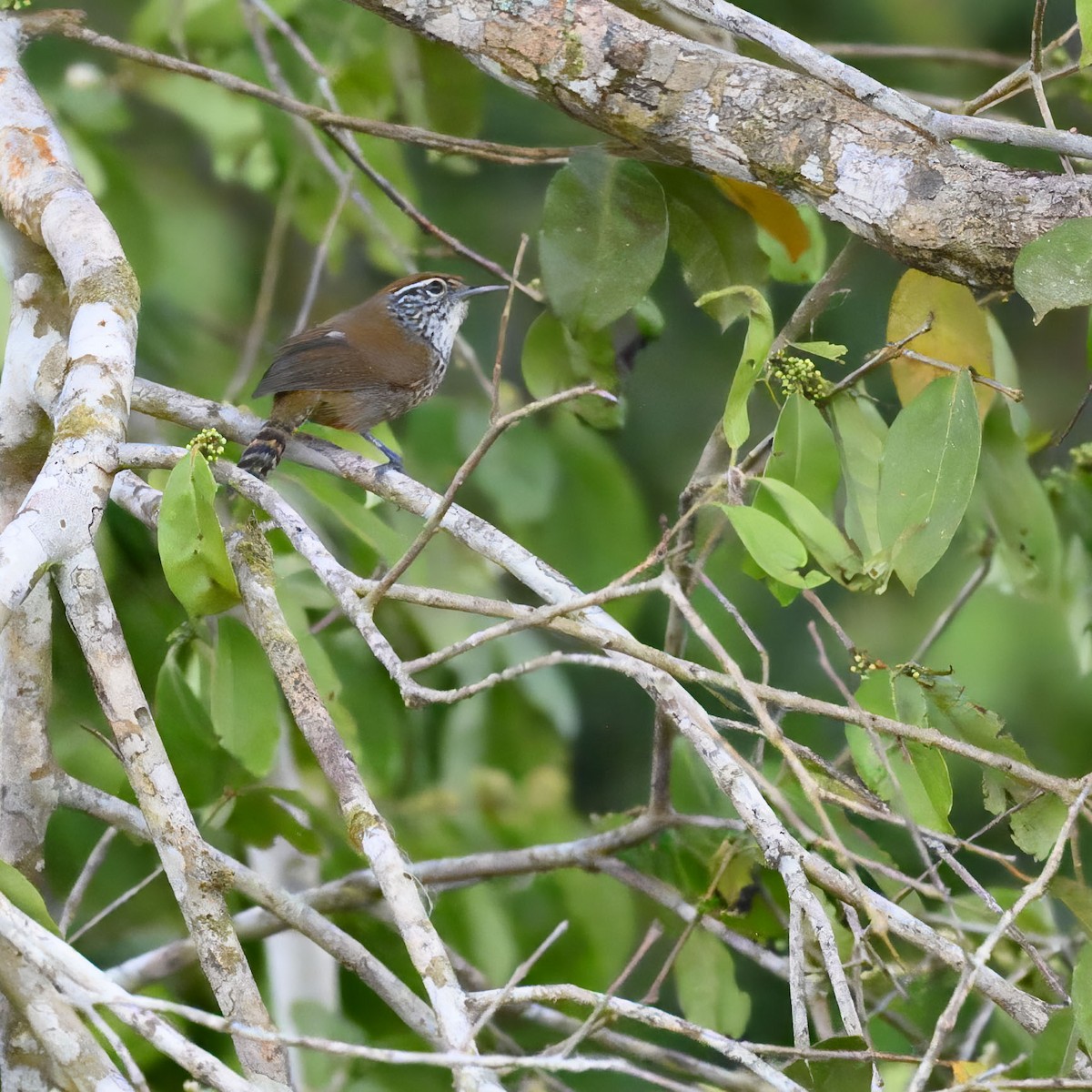 Spot-breasted Wren - ML635196425