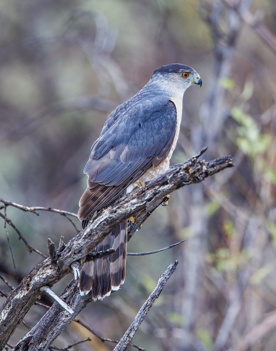 Cooper's Hawk - ML635196439