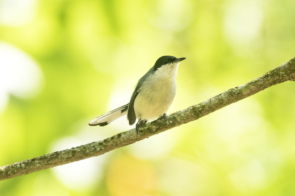 Tropical Gnatcatcher (atricapilla) - ML635196465