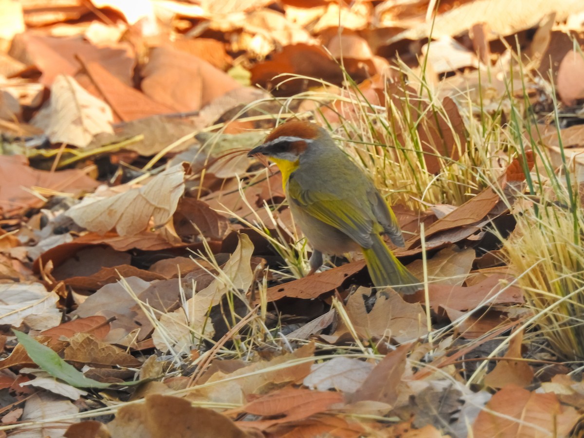 Rufous-capped Warbler - ML635196501