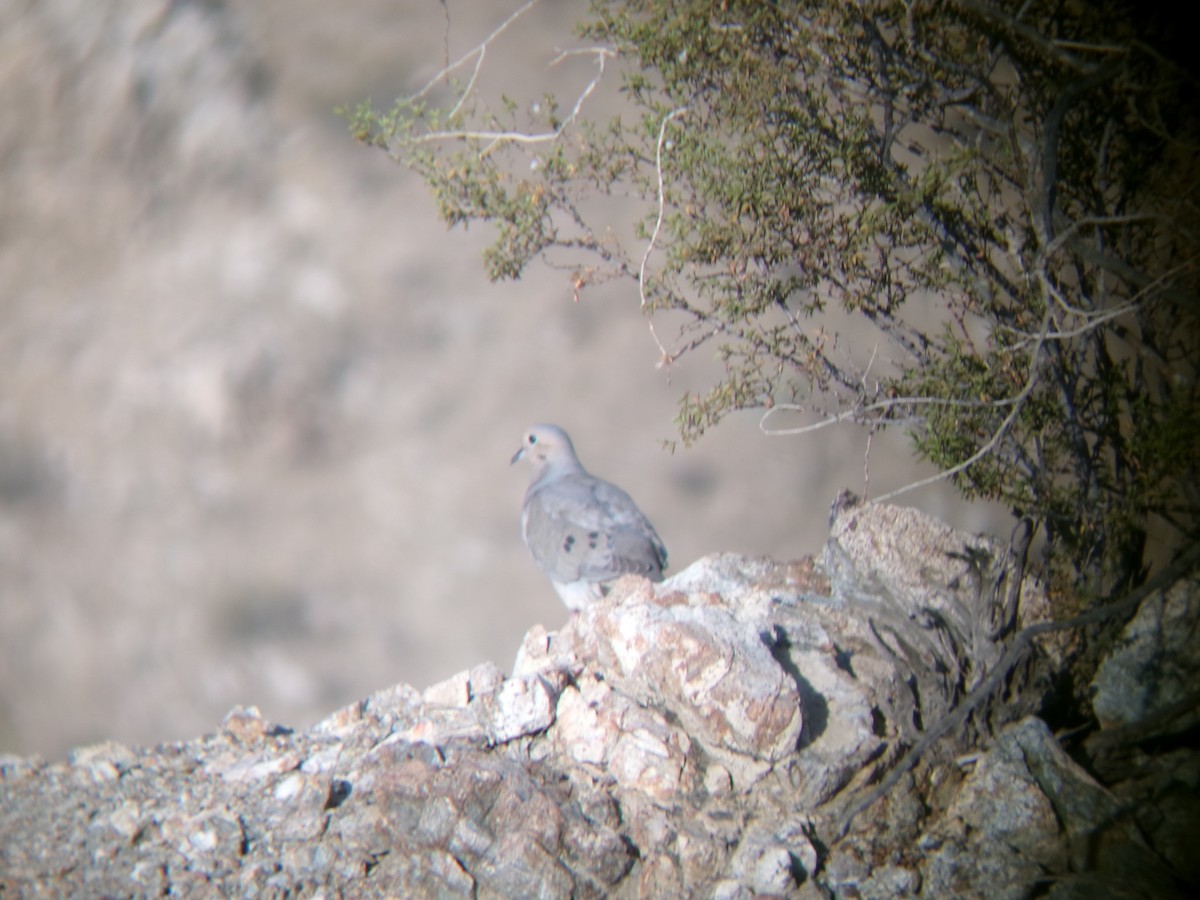 Mourning Dove - ML635196686