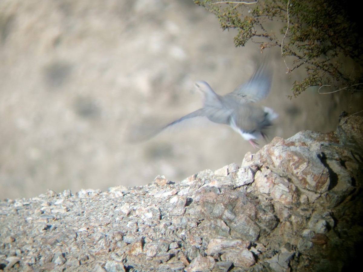Mourning Dove - ML635196688