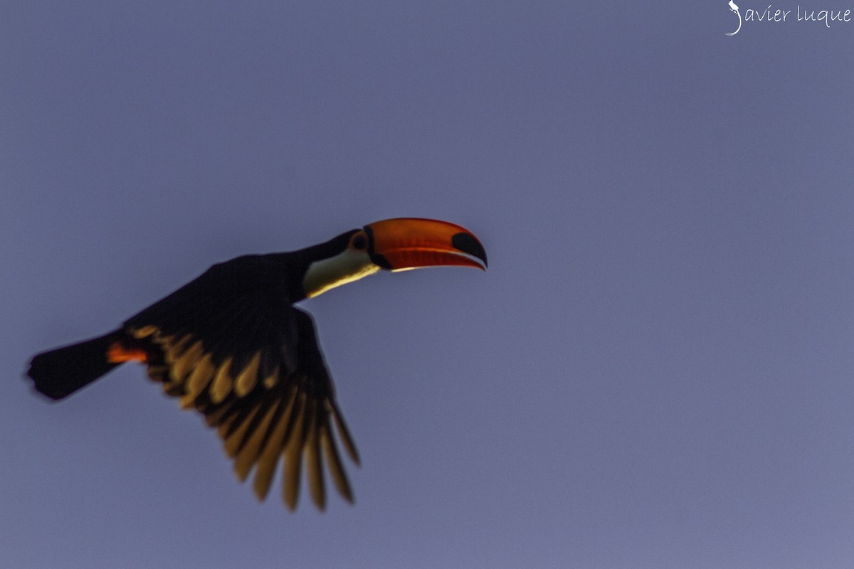 Toco Toucan - ML635196709