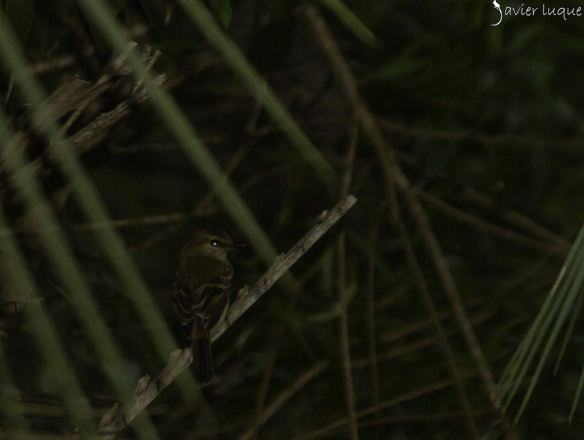 Fuscous Flycatcher - ML635196735