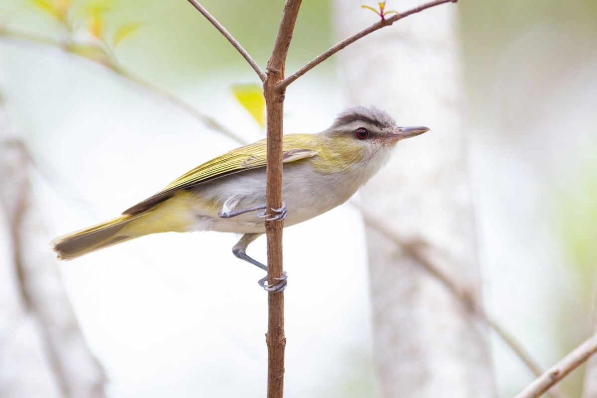 Chivi Vireo - ML635196757