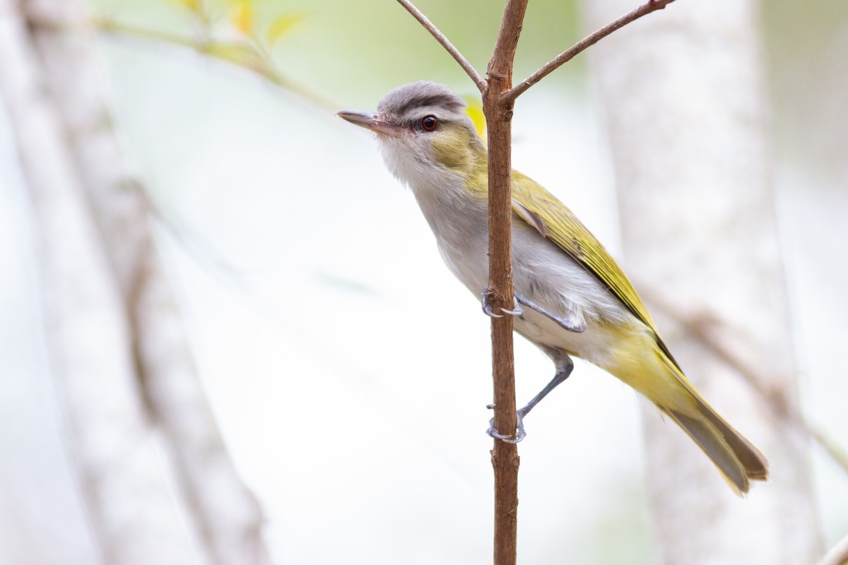 Chivi Vireo - ML635196758