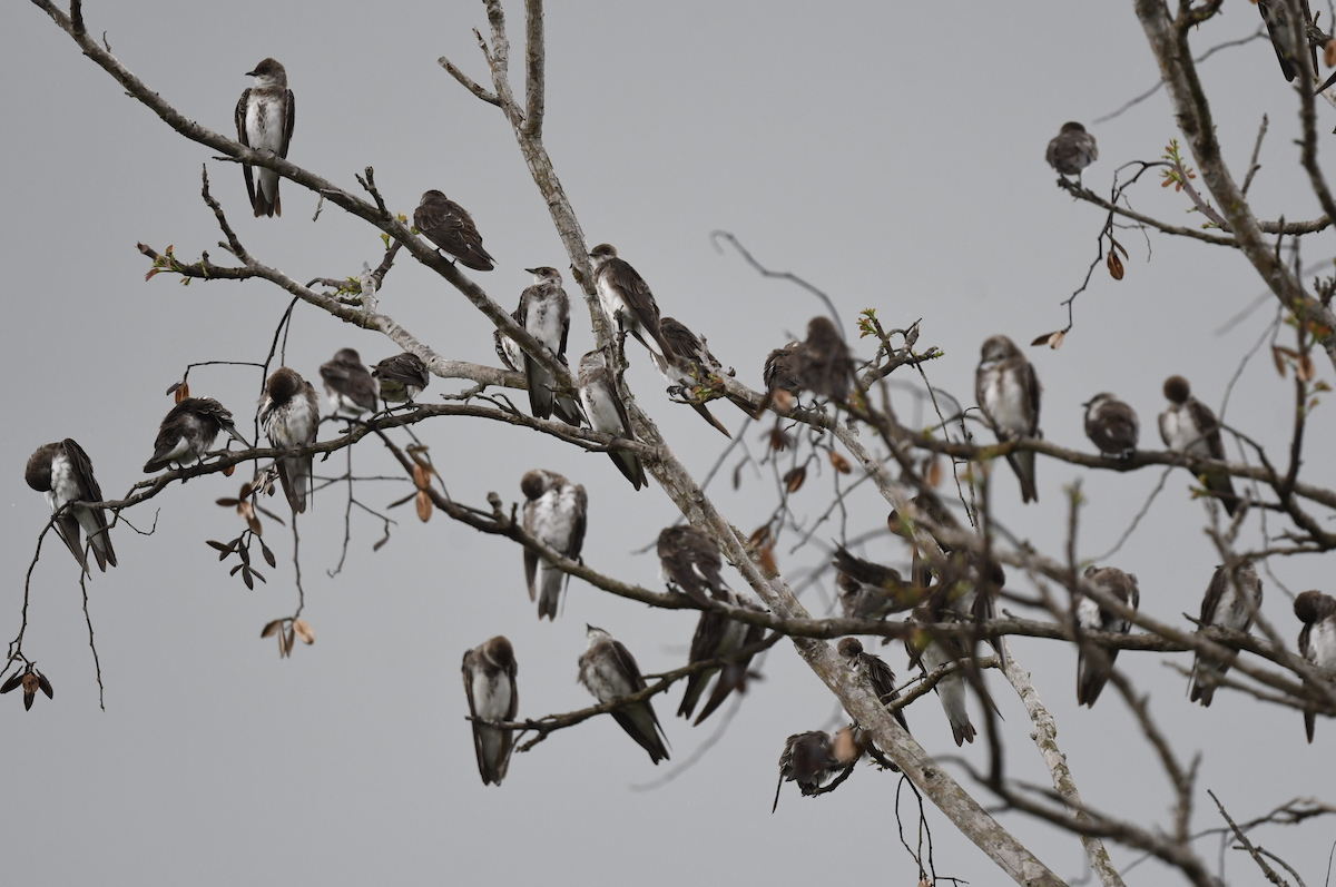 Brown-chested Martin - ML635196780