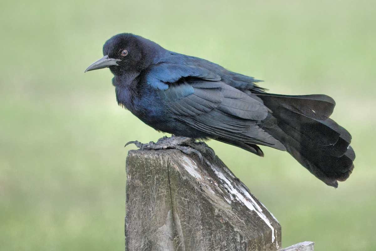Boat-tailed Grackle - ML635196811