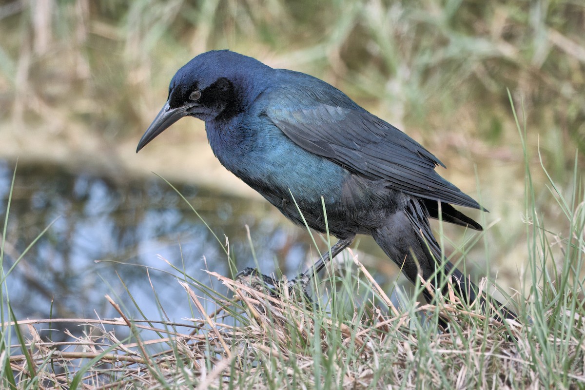 Boat-tailed Grackle - ML635196812