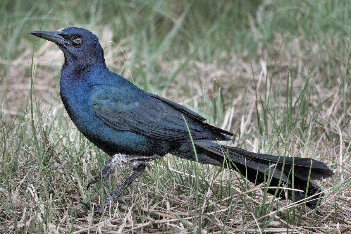 Boat-tailed Grackle - ML635196813