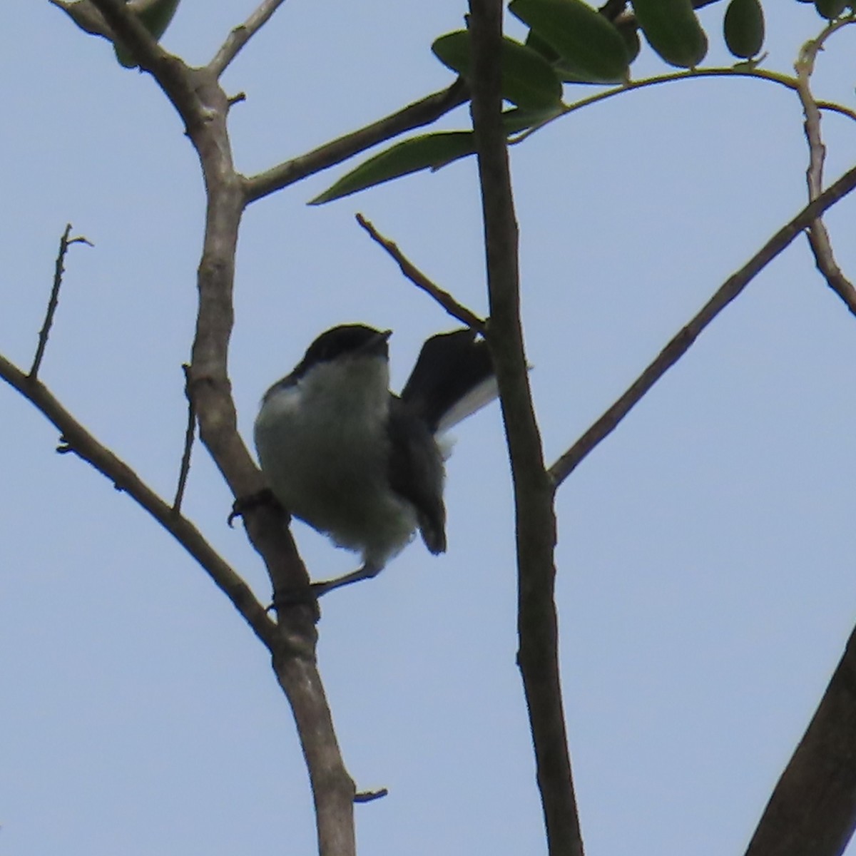 Marañon Gnatcatcher - ML635196881