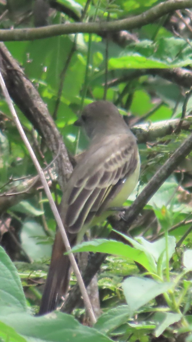 Sooty-crowned Flycatcher - ML635196950