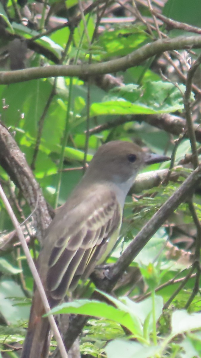 Sooty-crowned Flycatcher - ML635196951