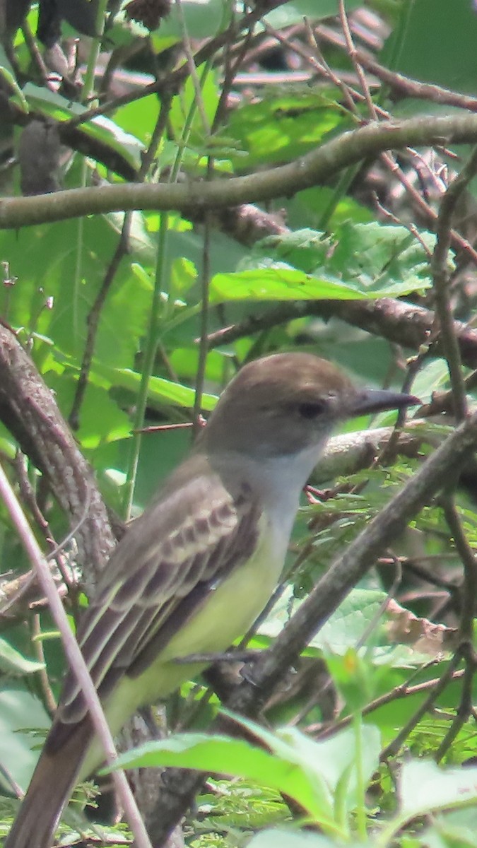 Sooty-crowned Flycatcher - ML635196952