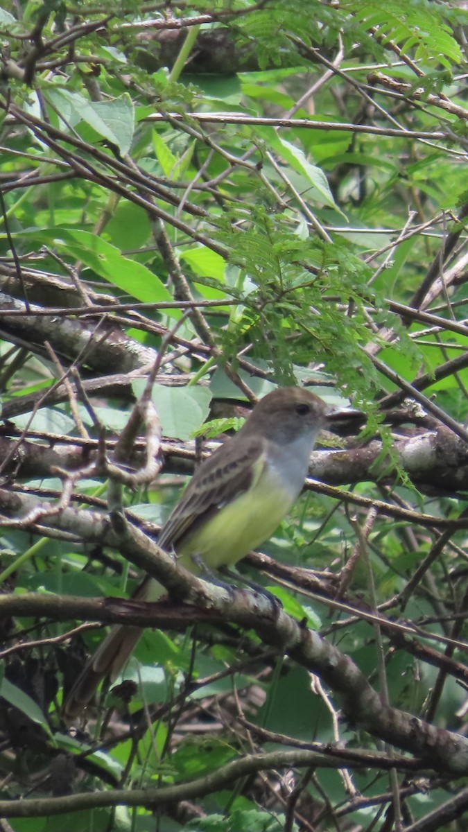 Sooty-crowned Flycatcher - ML635196953