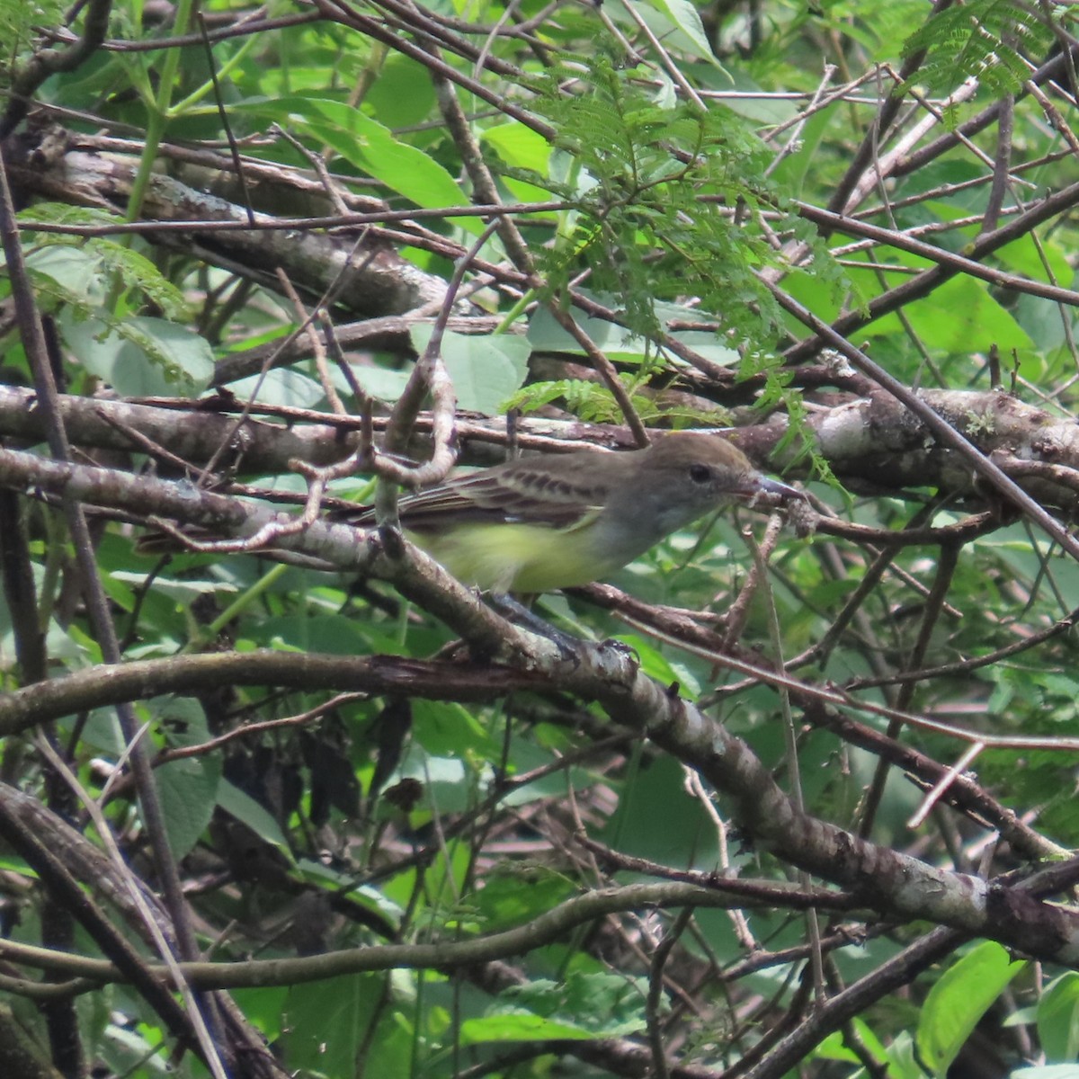 Sooty-crowned Flycatcher - ML635196954