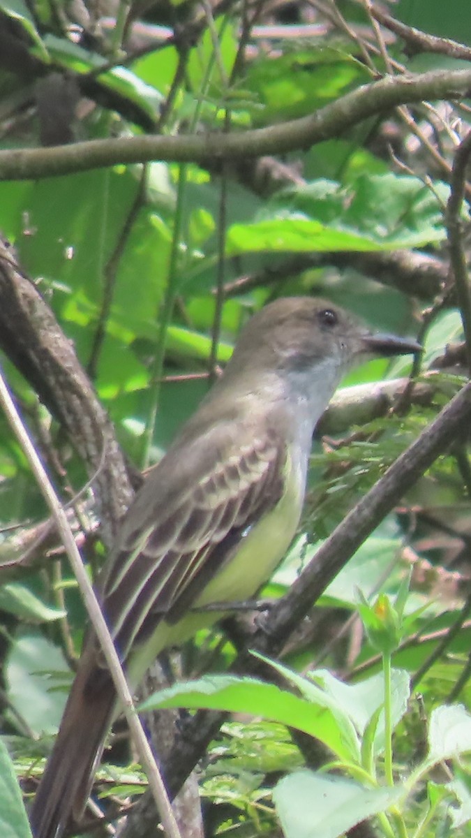 Sooty-crowned Flycatcher - ML635196955