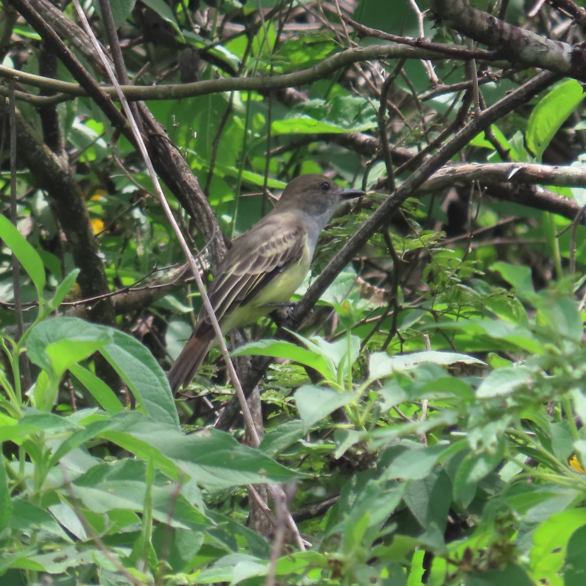 Sooty-crowned Flycatcher - ML635196956