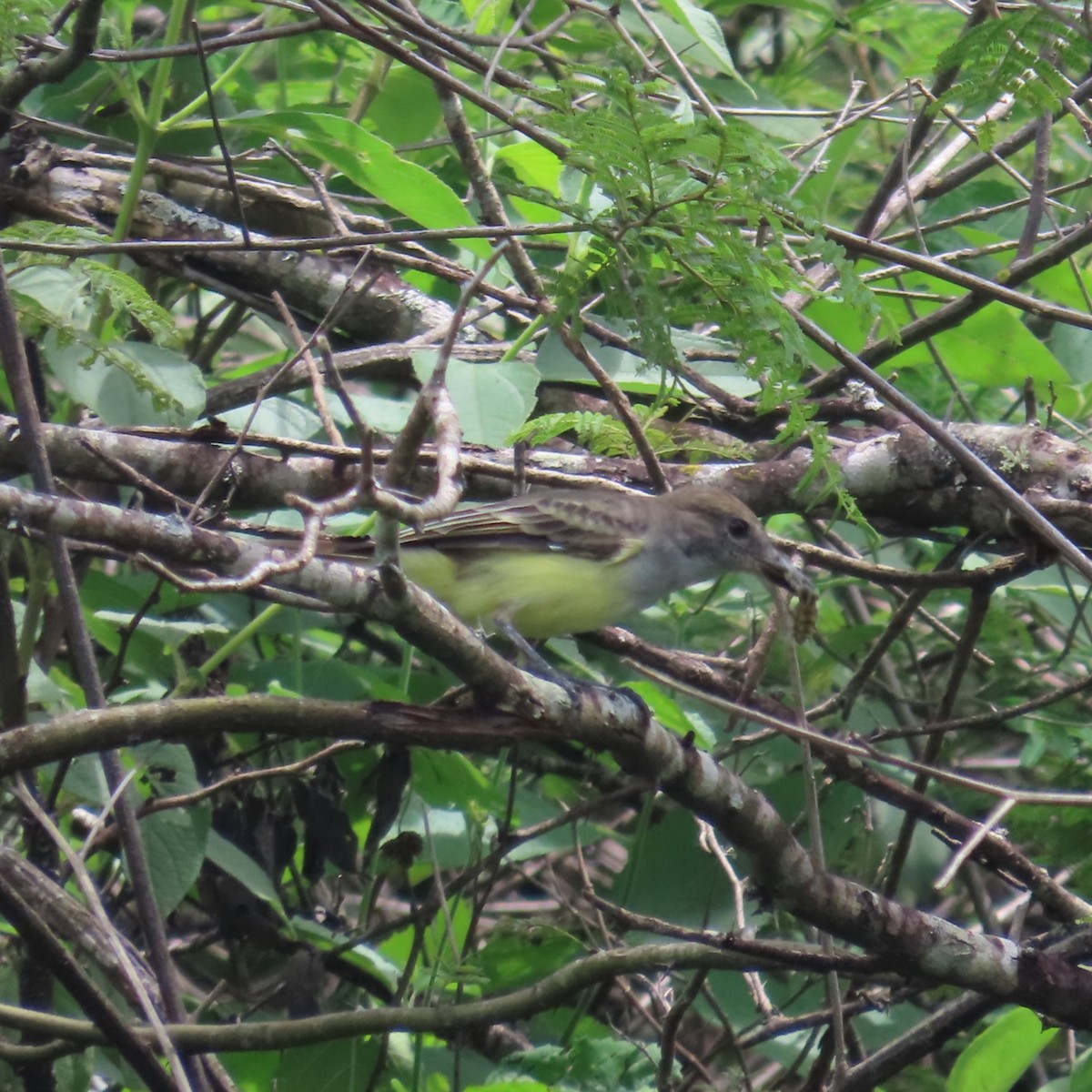 Sooty-crowned Flycatcher - ML635196957