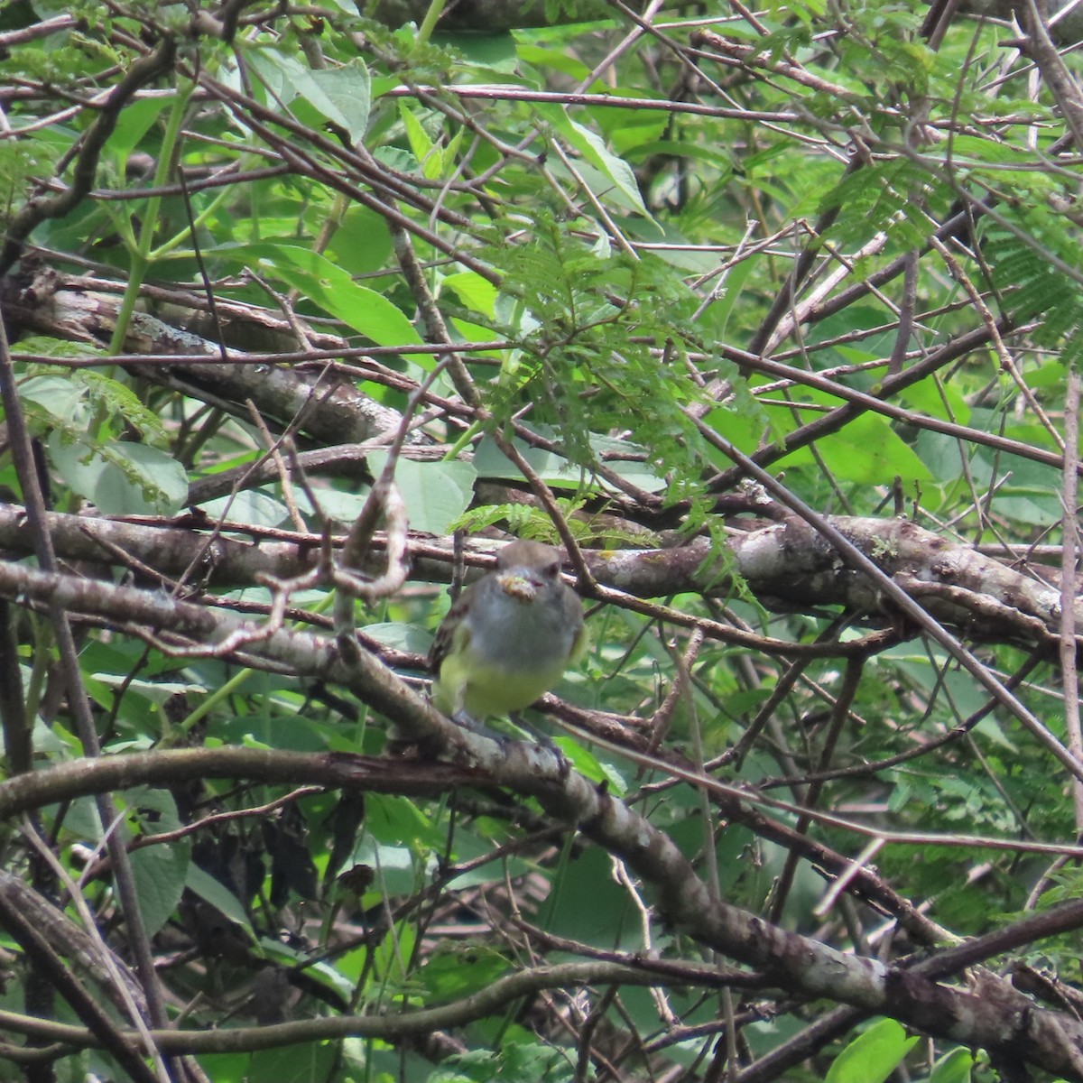 Sooty-crowned Flycatcher - ML635196958