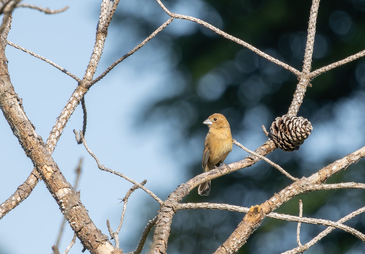 Blue Grosbeak - ML635197045