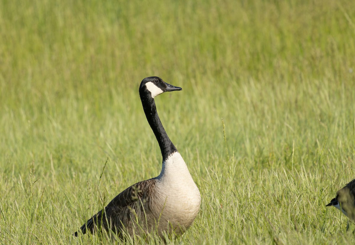 Canada Goose - ML635197049