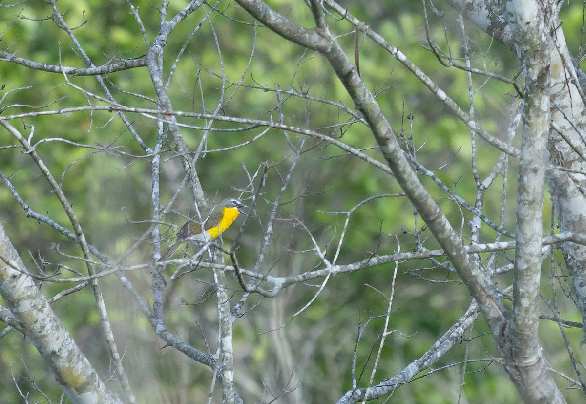 Yellow-breasted Chat - ML635197079