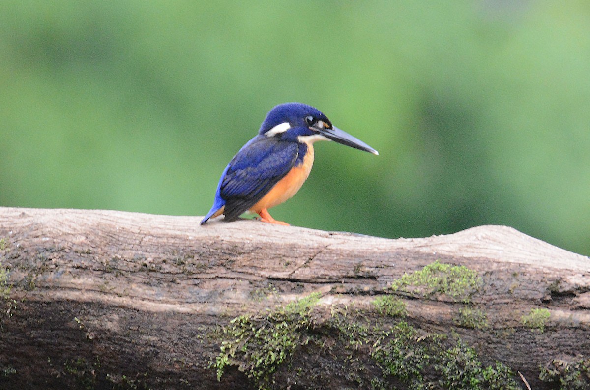 Azure Kingfisher - ML635197229
