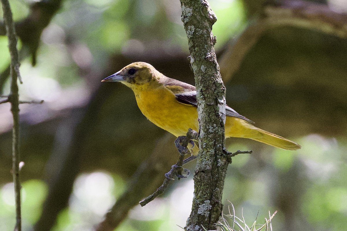 Baltimore Oriole - ML635197255