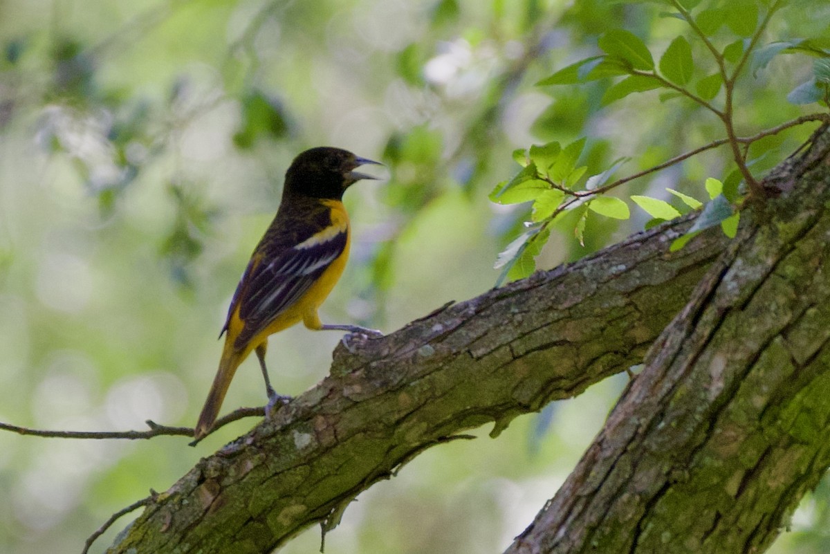 Baltimore Oriole - ML635197256